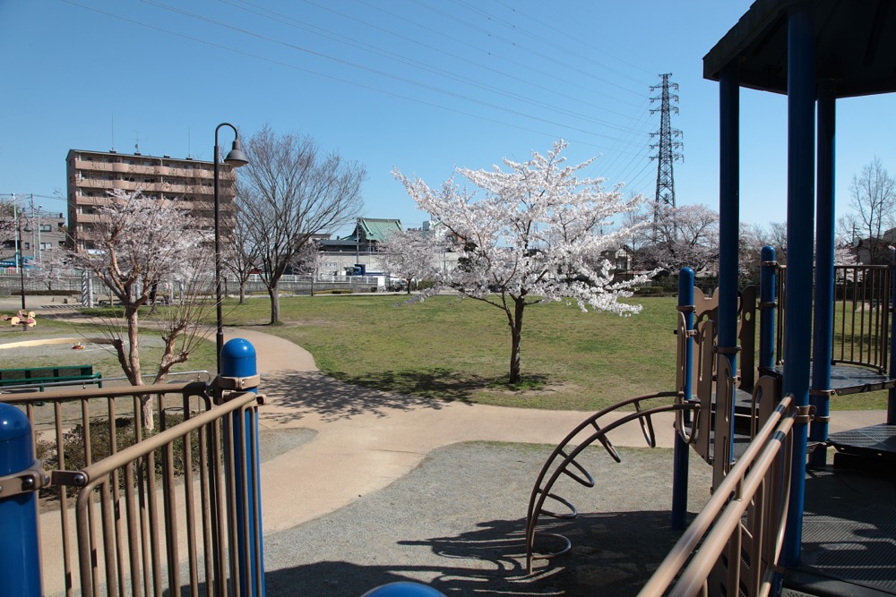 大丸公園の桜
