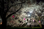 桜・梨の花まつり