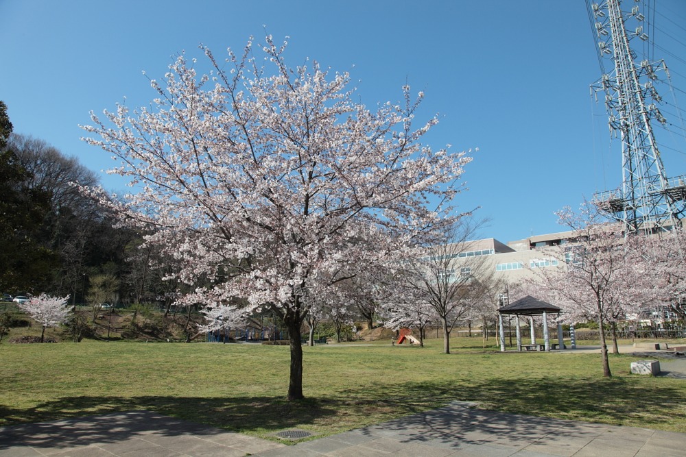 大丸公園の桜