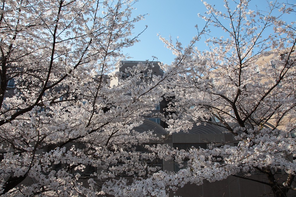 稲城市立病院の桜