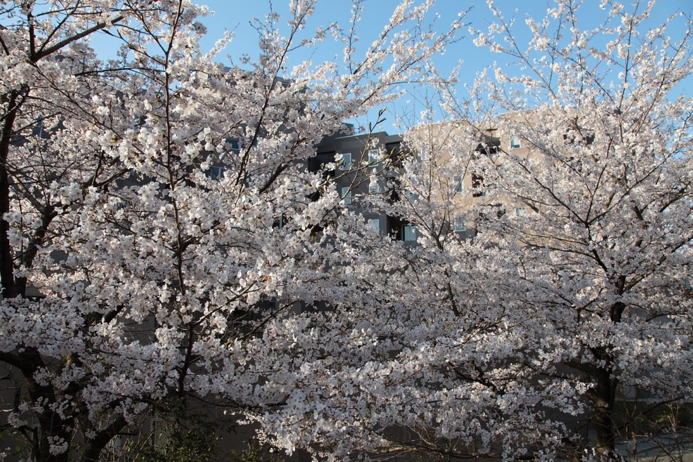 稲城市立病院の桜