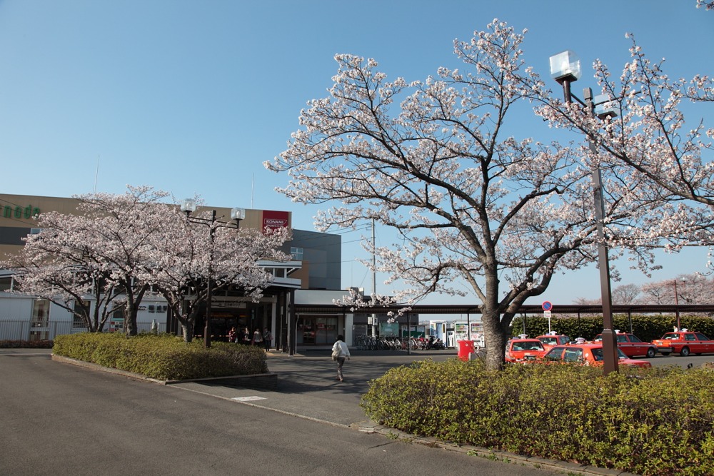 京王線 稲城駅前の桜