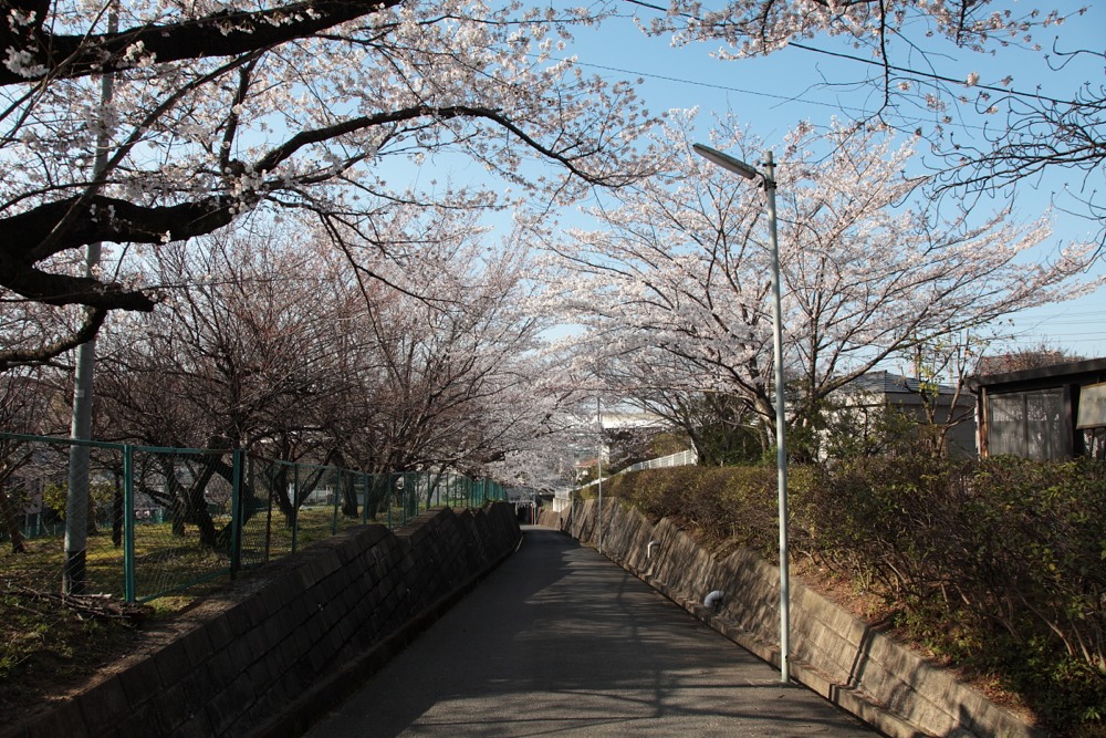 妙見寺前の桜
