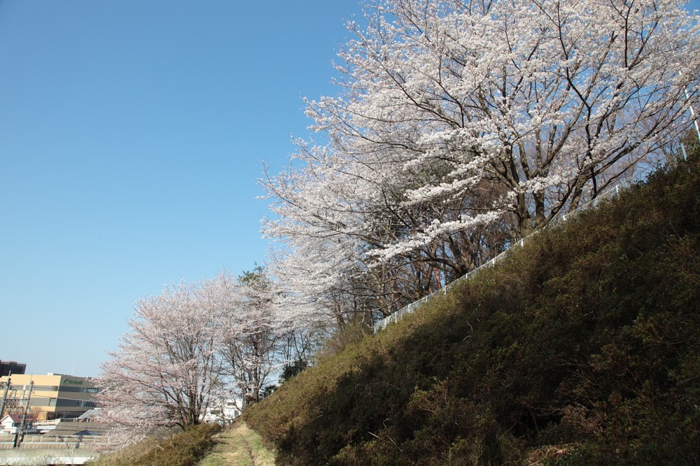 妙見寺の桜