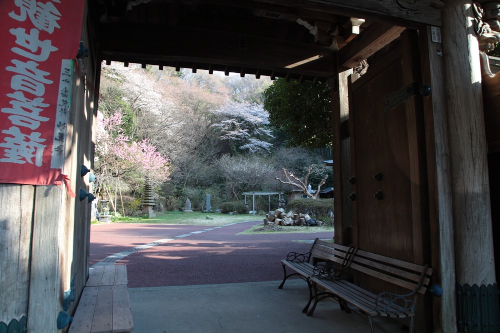 妙見寺の桜