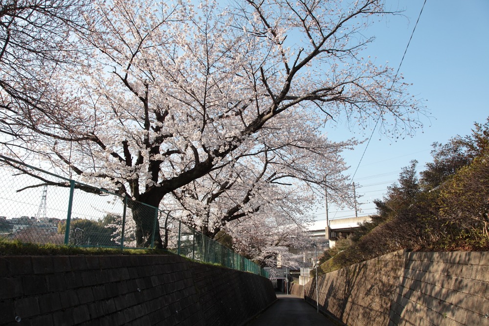 妙見寺前の桜