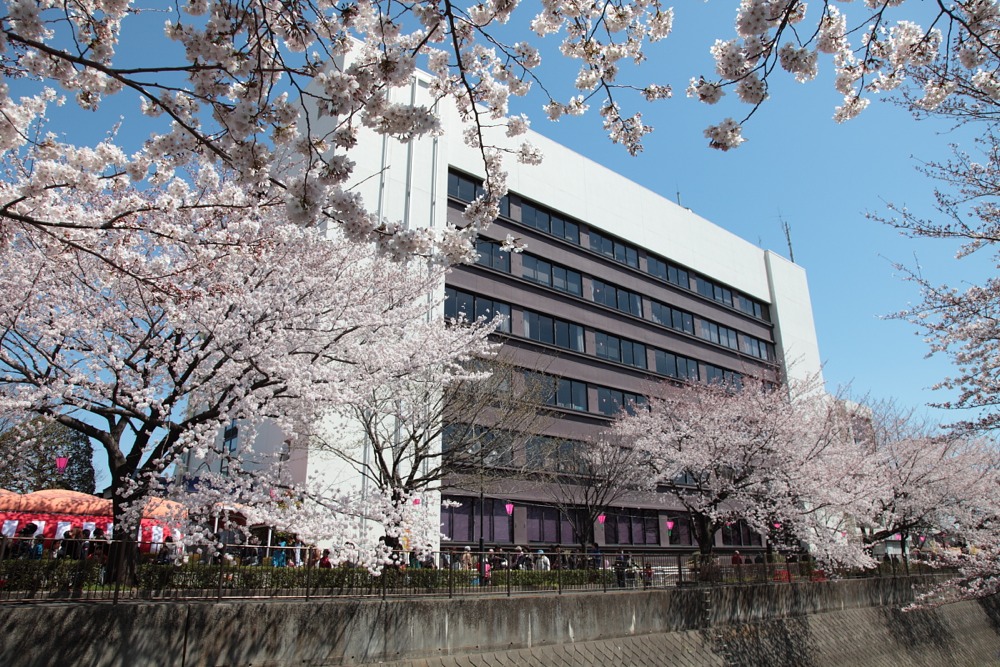 稲城市役所と桜