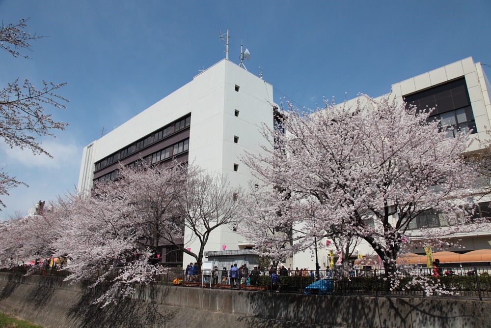 稲城市役所と桜