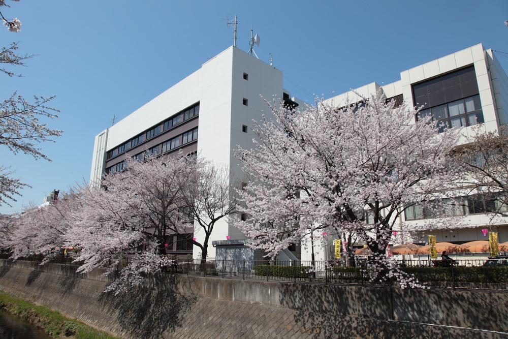 稲城市役所と三沢川の桜