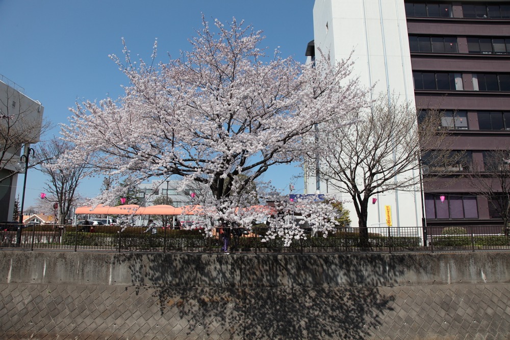 稲城市役所と三沢川の桜