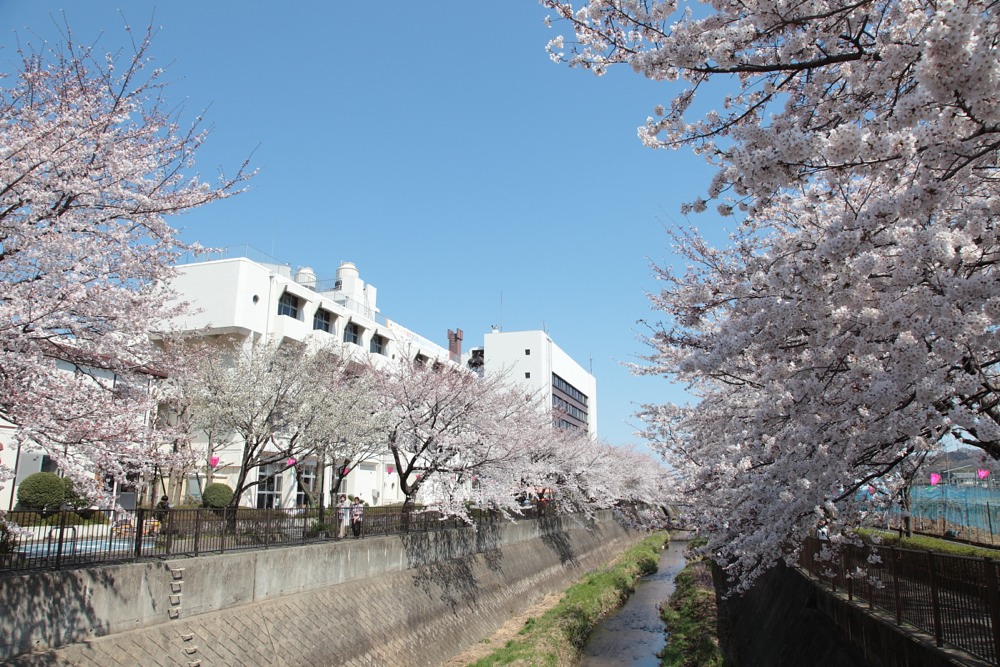 稲城市中央文化センターと三沢川の桜