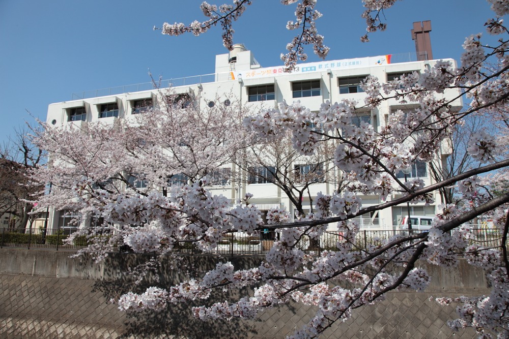 稲城市中央文化センターと三沢川の桜