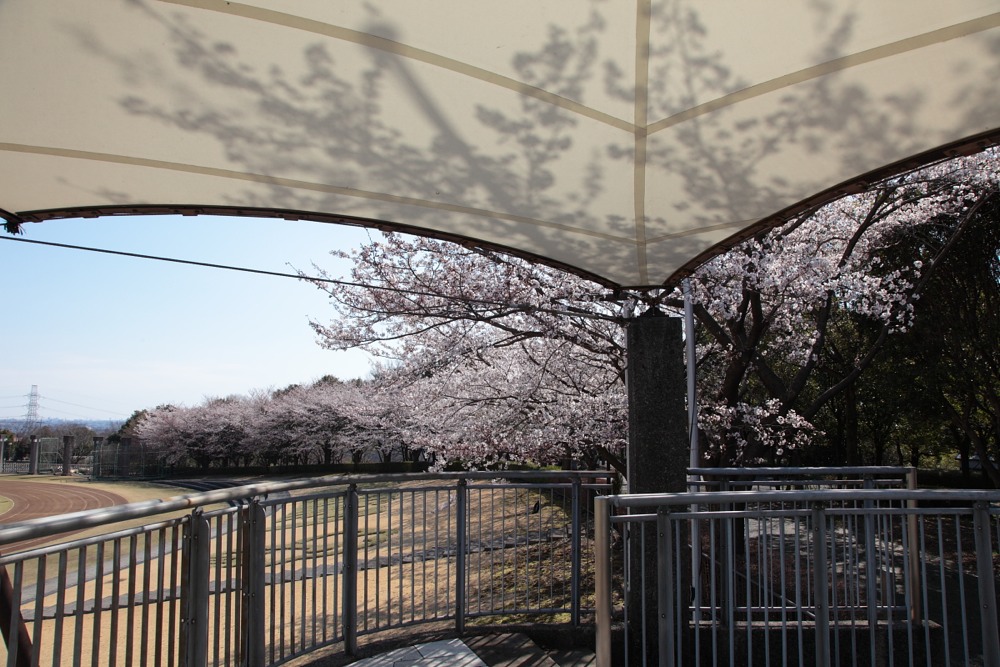 稲城中央公園の桜