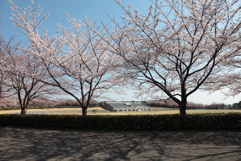稲城中央公園の桜