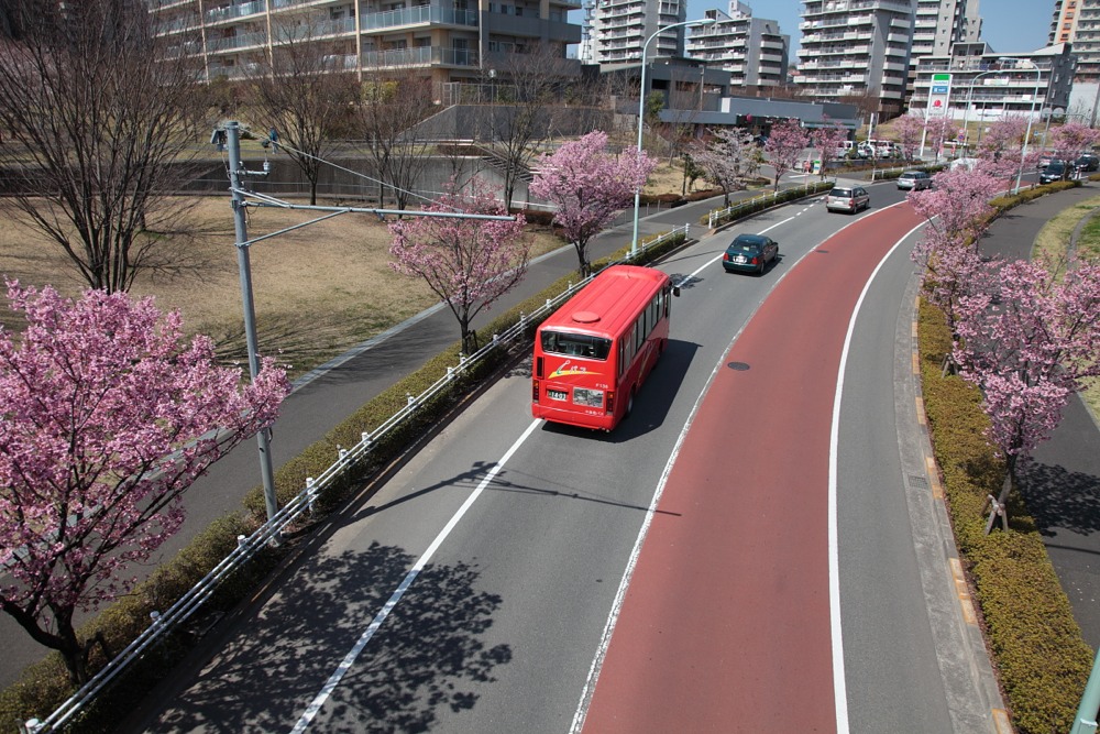 桜並木道を走るiバス