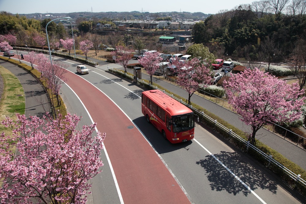 桜並木道を走るiバス