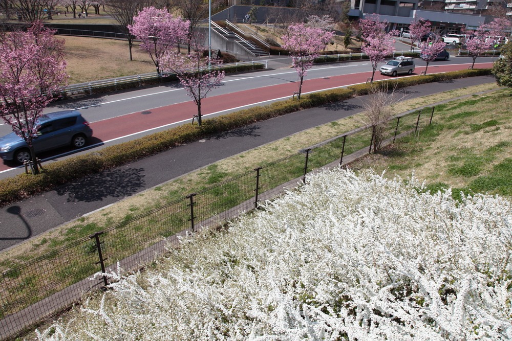 桜並木道と白い花