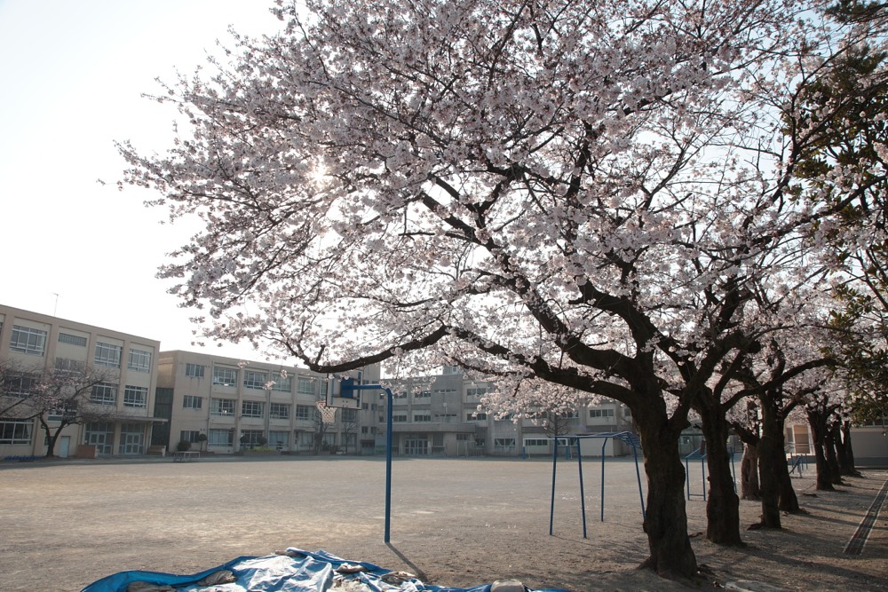 稲城市立稲城第一小学校の桜の木