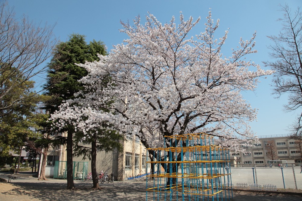 稲城市立稲城第一小学校の桜の木