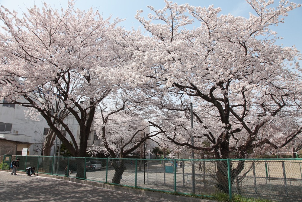 稲城市立稲城第二小学校の桜の木