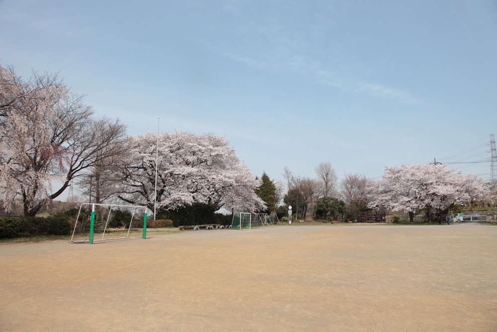 稲城市立稲城第二小学校の桜の木