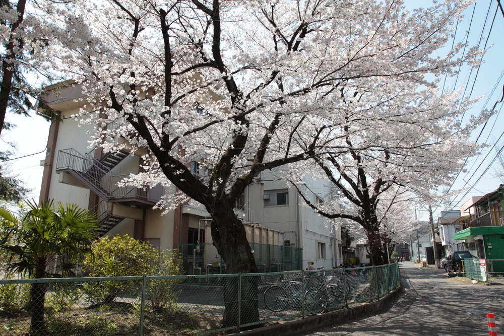 稲城市立稲城第三小学校の桜の木