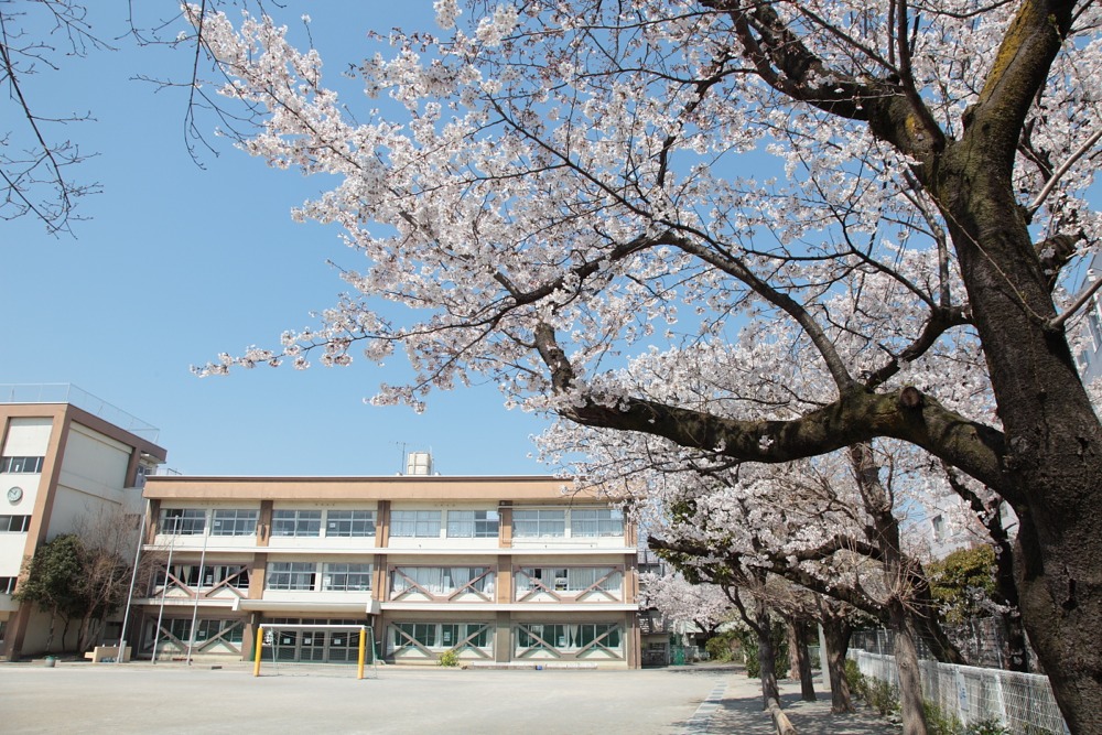 稲城市立稲城第三小学校の桜の木