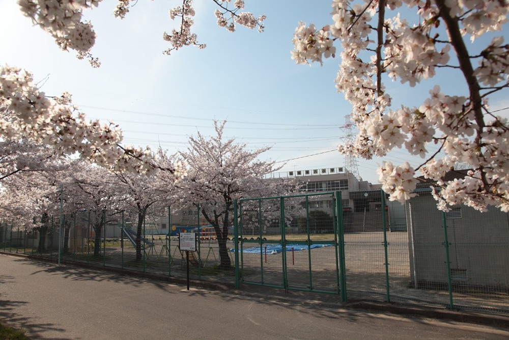稲城市立稲城第六小学校の桜の木