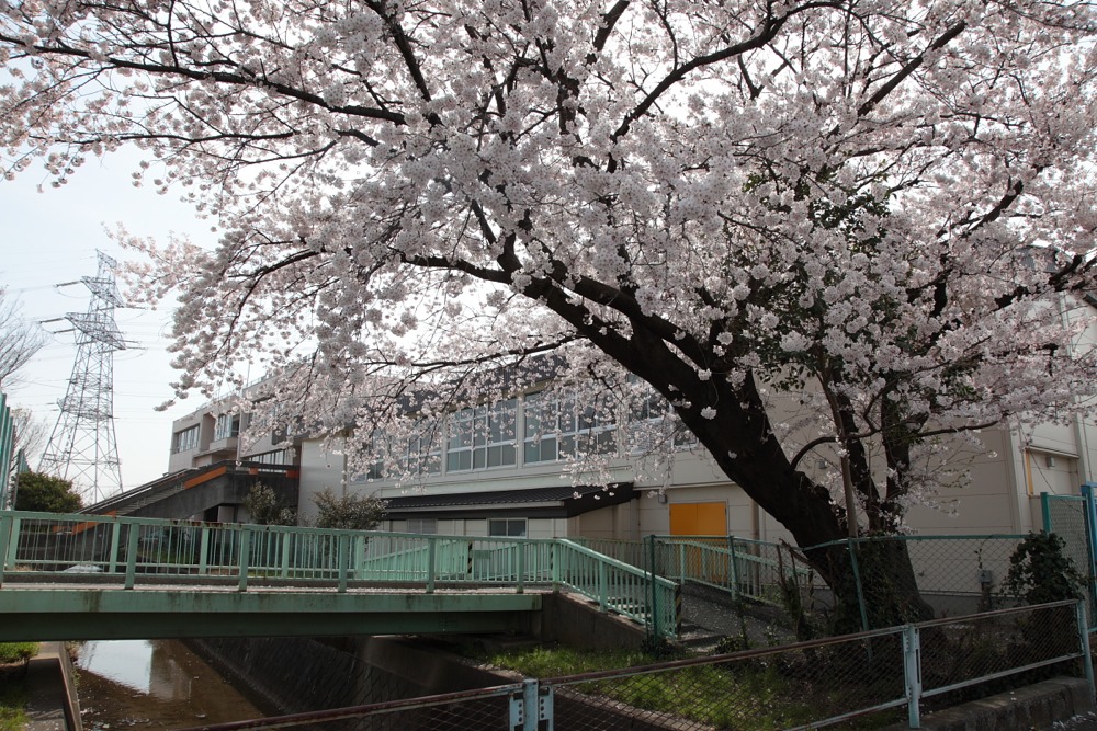 稲城市立稲城第六小学校の桜の木