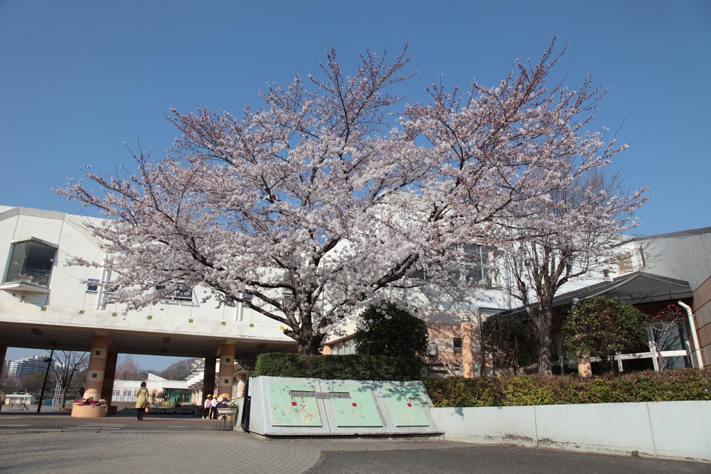 稲城市立向陽台小学校の桜の木