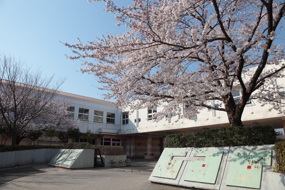 稲城市立向陽台小学校の桜の木