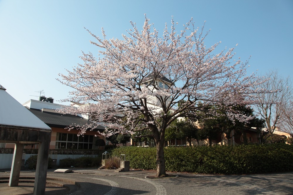 稲城市立向陽台小学校前の桜の木