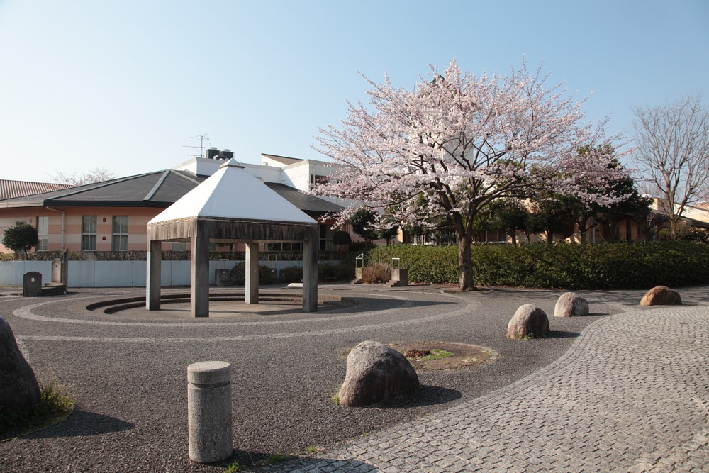 稲城市立向陽台小学校前の桜の木