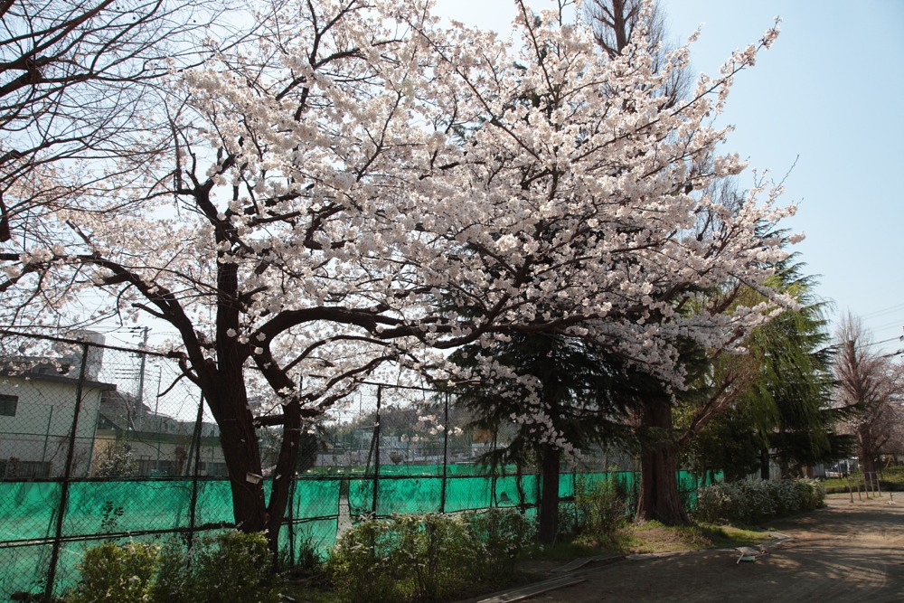 稲城市立稲城第一中学校の桜の木