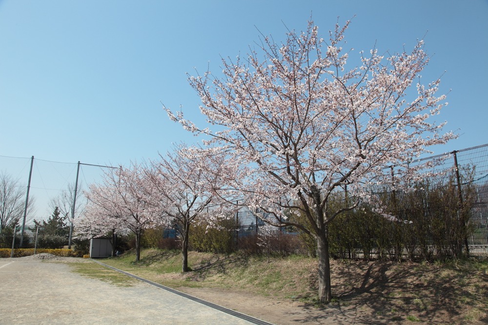 稲城市立稲城第六中学校の桜の木
