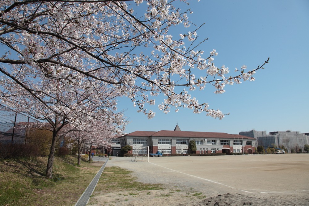 稲城市立稲城第六中学校の桜の木