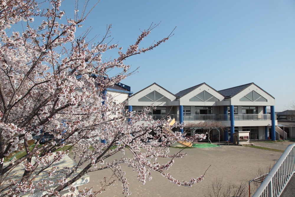 こまざわ幼稚園の桜の木