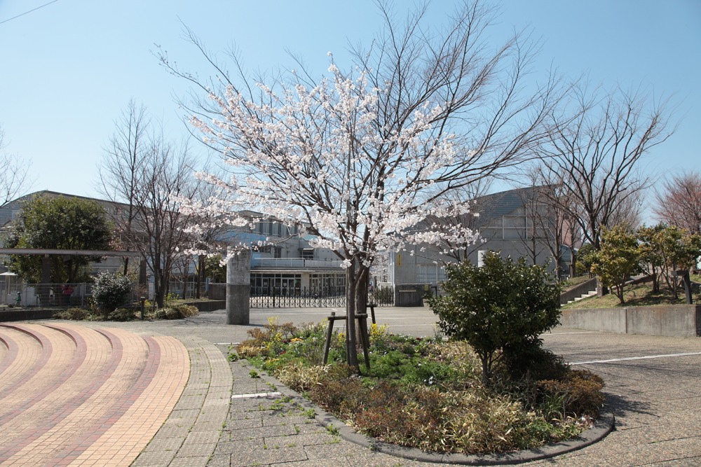 稲城市立長峰小学校前の桜の木