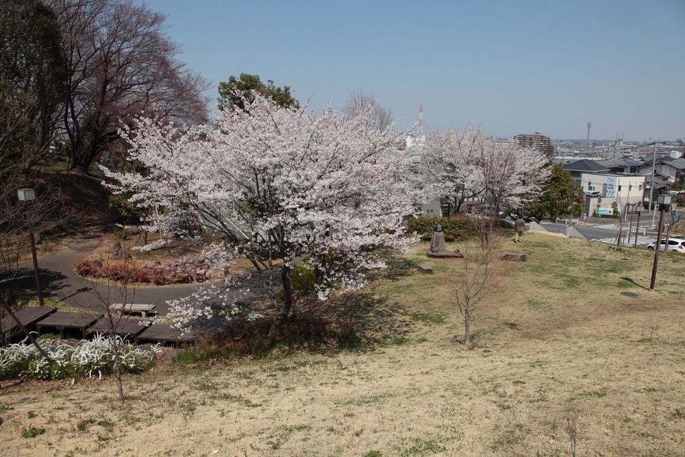 稲城市立中央図書館の桜の木