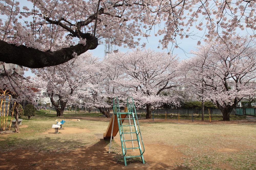 大丸河原方児童公園の桜の木