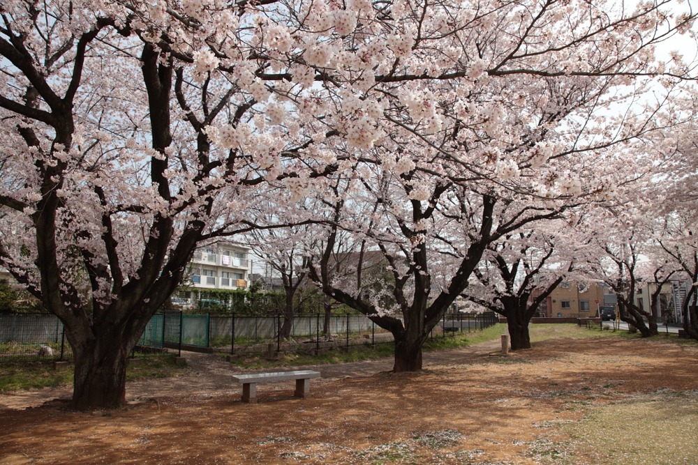 大丸河原方児童公園の桜の木