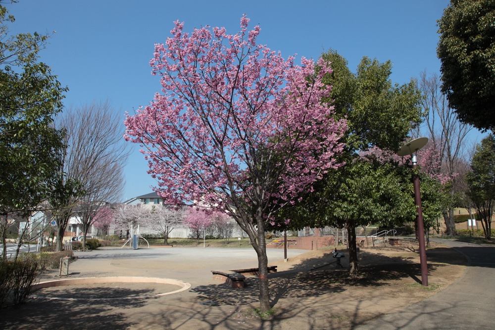 やまざくら公園の桜の木