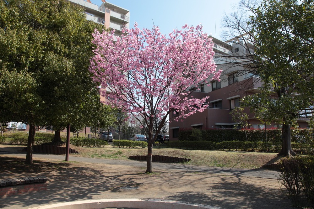 やまざくら公園の桜の木