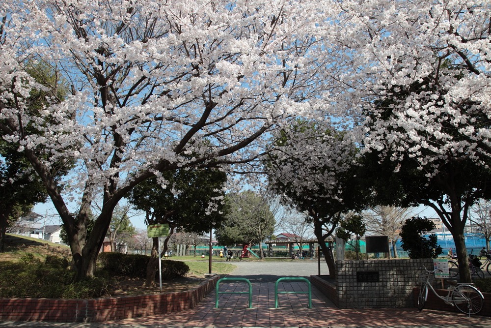 喜方公園の桜の木