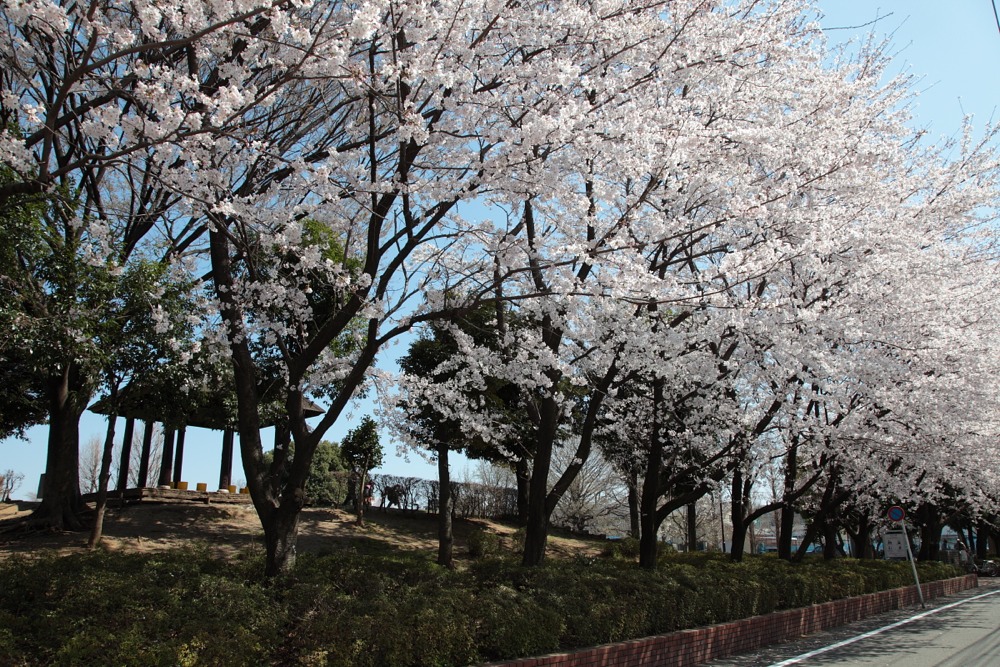 喜方公園の桜の木