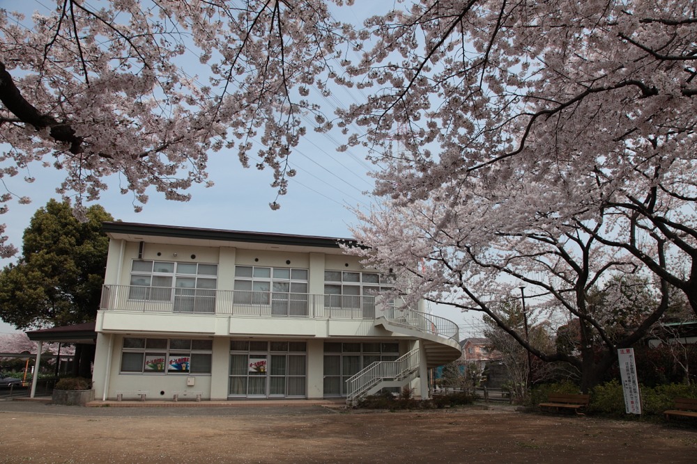 大丸地区会館の桜の木