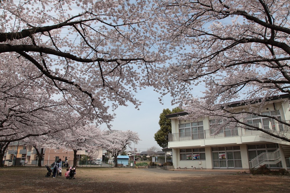 大丸地区会館の桜の木