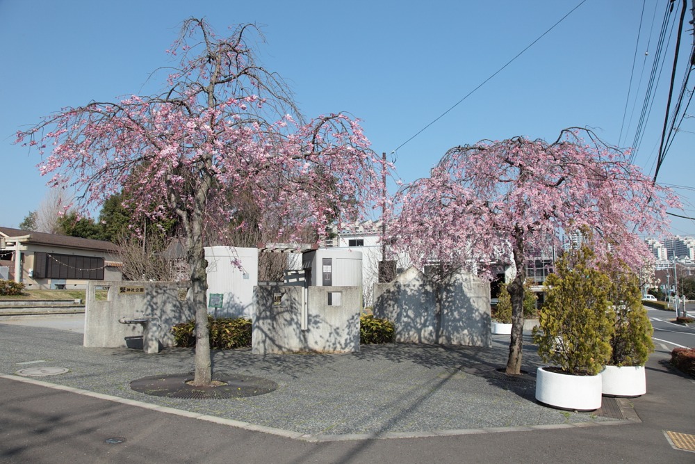 竪神社の桜の木