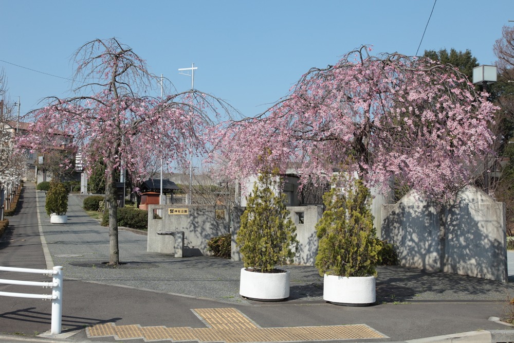 竪神社の桜の木