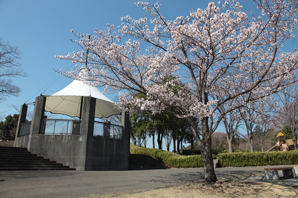 稲城中央公園野球場の桜の木